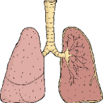 lung cartoon