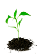plant in soil