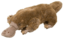 platypus stuffy