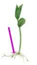 plant image with root and arrow