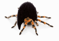 tarantula with unnatural wig of hair