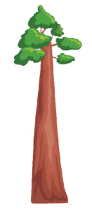 redwood tree cartoon
