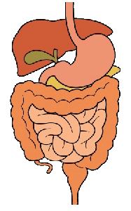digestive system cartoon