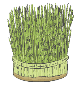 grass cartoon