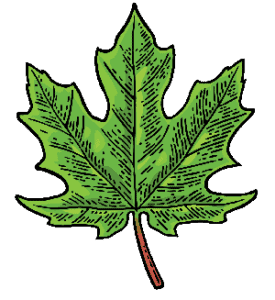 maple leaf cartoon 