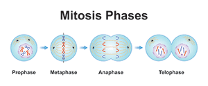 mitosis phases 