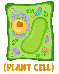 plant cell cartoon 