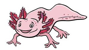 salamander cartoon 