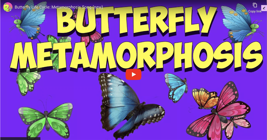 Butterfly Video