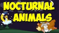 nocturnal animal song