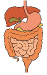 digestive system small