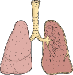 lungs cartoon